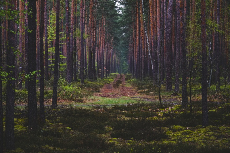 Forest roads